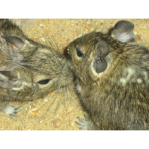 NZP, Octodon degus
