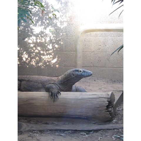 NZP, Varanus komodoensis
