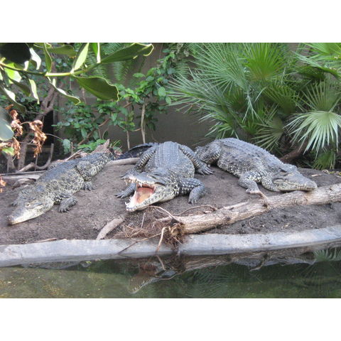 NZP, Crocodylus rhombifer
