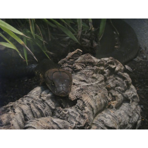 NZP, Ophiophagus hannah (King cobra)
