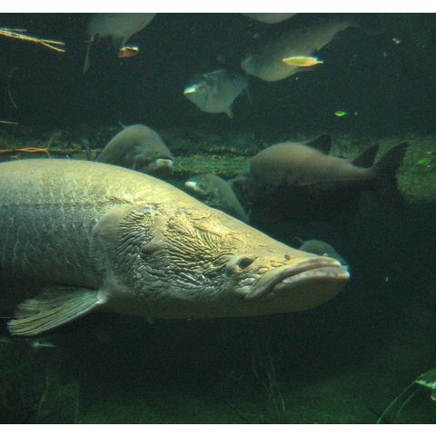 NZP, Arapaima gigas
