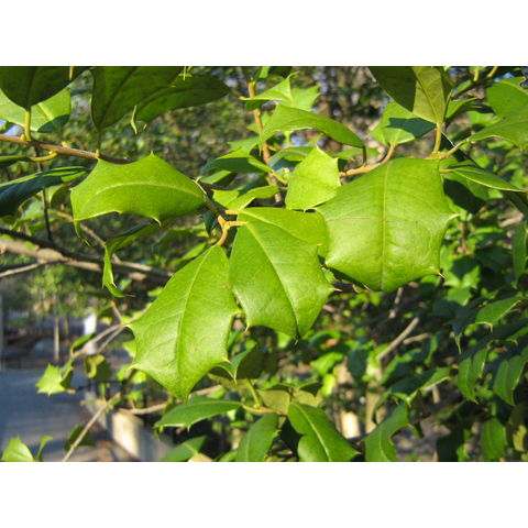 NZP, Ilex americana
