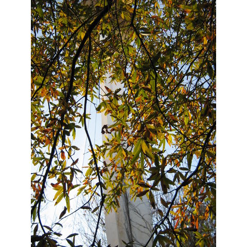 NZP, Quercus phellos
