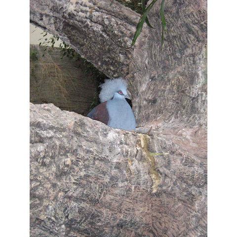 NZP, Goura cristata
