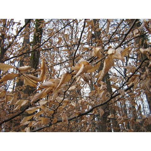 Fagus americana
