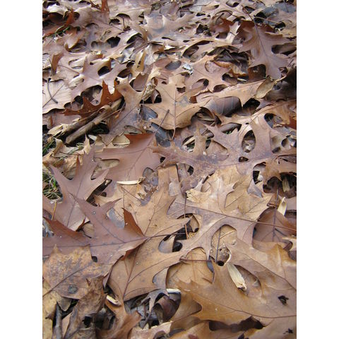 Quercus rubra
