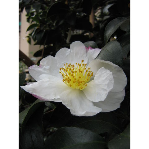Longwood Gardens, Camellia sp.
