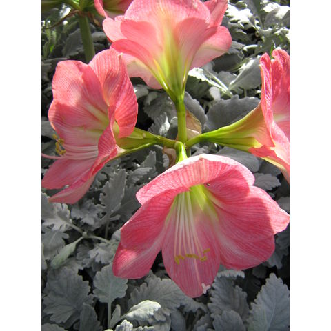 Longwood Gardens, Hippeastrum 'Vera'
