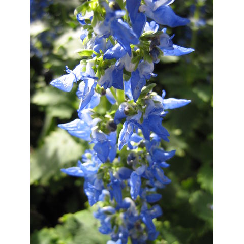 Longwood Gardens, Plectranthus thyrsoideus
