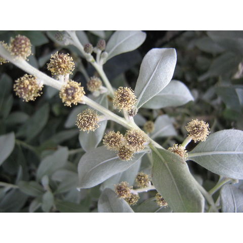 Longwood Gardens, Conocarpus erectus var. sericeus
