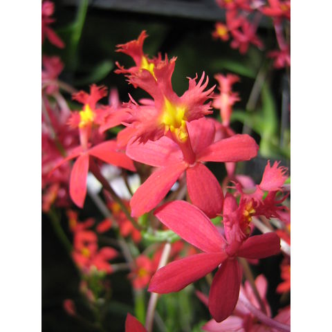 Longwood Gardens, x Epilaeliocattleya 'Red Bird'
