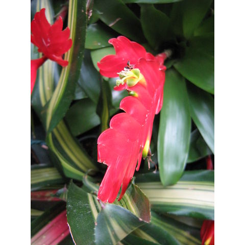 Longwood Gardens, Bromeliaceae g.sp.
