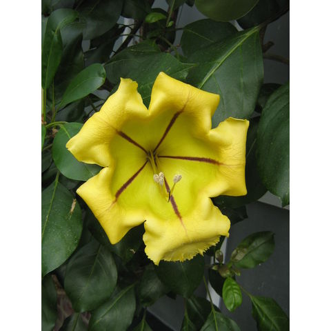 Longwood Gardens, Solandra maxima
