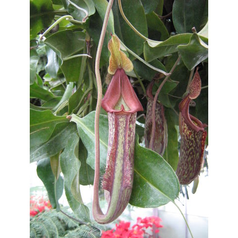 Longwood Gardens, Nepenthes sp.
