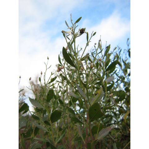 Eastern Neck, Baccharis halimifolia
