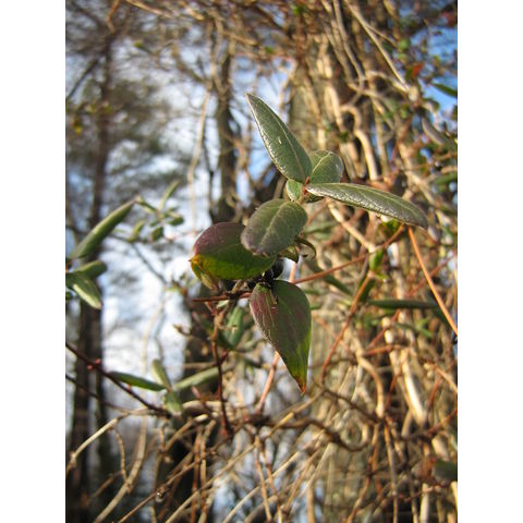 Eastern Neck, ?Lonicera sp.
