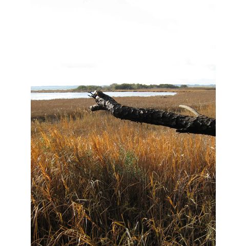 Eastern Neck
