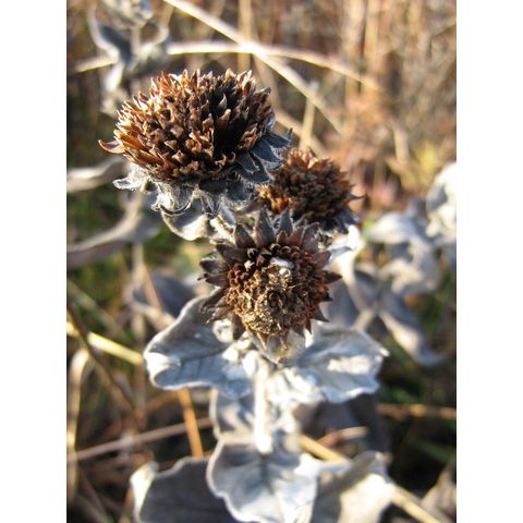 Eastern Neck, Compositae g.sp.
