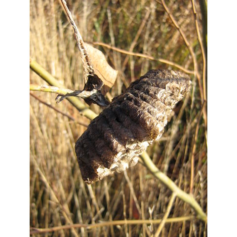Eastern Neck, Wasp's nest
