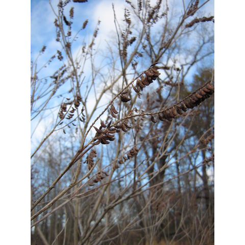 Eastern Neck, Amorpha sp.
