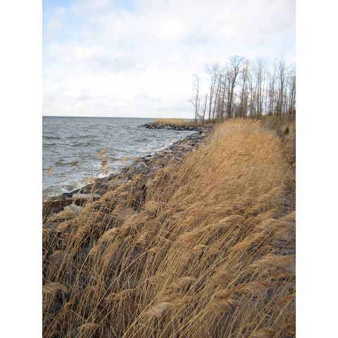 Eastern Neck

