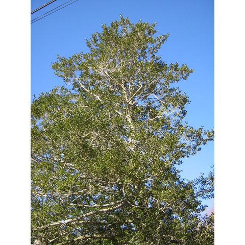Ilex opaca
