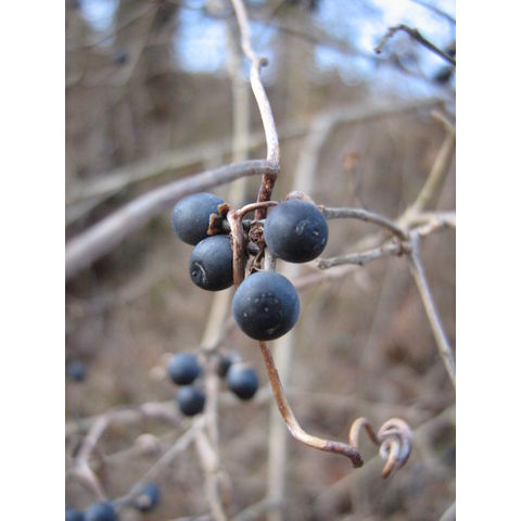 Ligustrum sp.
