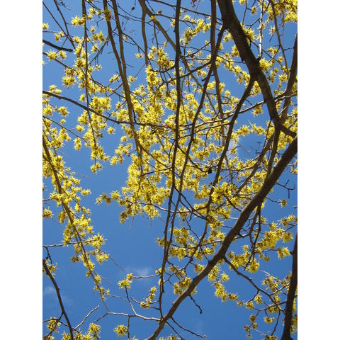 Hamamelis x intermedia 'Arnold Promise'