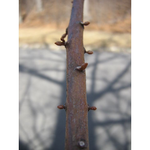 Metasequoia glyprostroboides