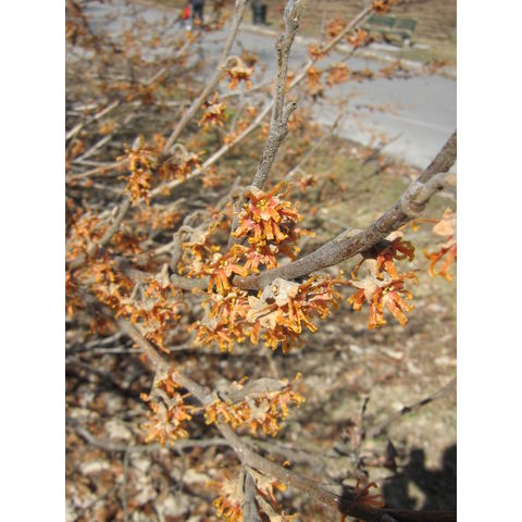 Hamamelis vernalis 'Carnea'