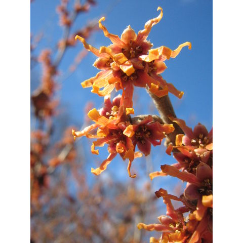 Hamamelis vernalis 'Carnea'
