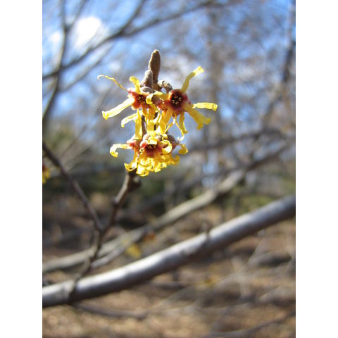 Hamamelis vernalis 'Sandra'