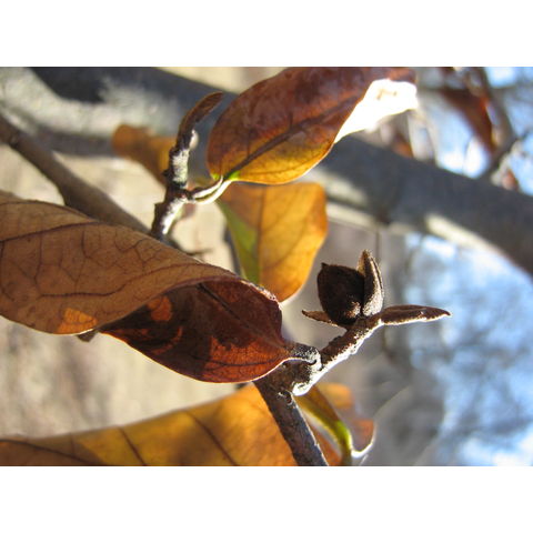 x Sycoparrotia semidecidua