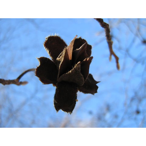 Srewartia pseudocamellia