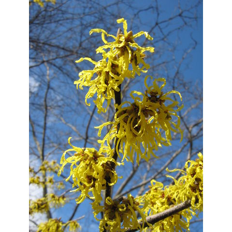 Hamamelis x intermedia 'Arnold Promise'
