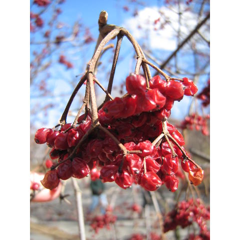 Viburnum erosum