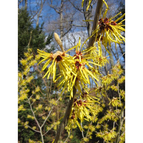 Hamamelis mollis 'Princeton Gold'