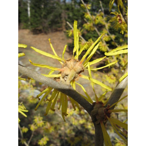Hamamelis mollis 'Princeton Gold'