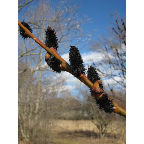 Salix gracilistyla var. melanostachys