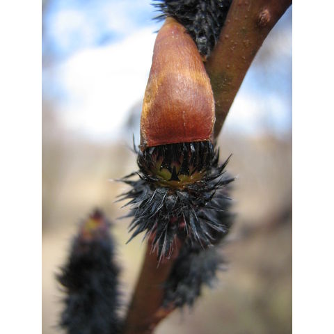 Salix gracilistyla var. melanostachys