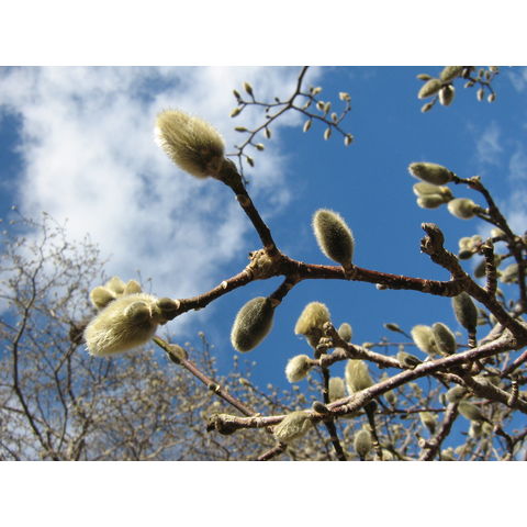 Magnolia loebneri 'Merrill'