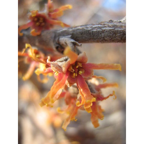 Hamamelis vernalis 'Carnea'