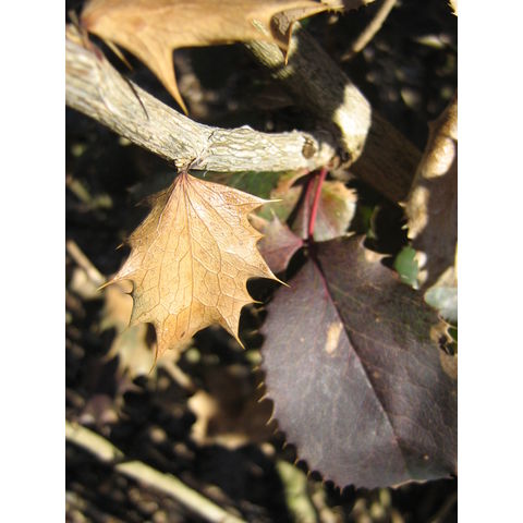 x Mahoberberis neubertii