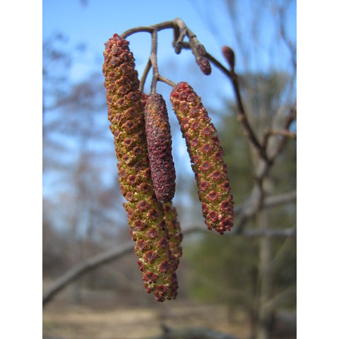 Alnus glutinosa