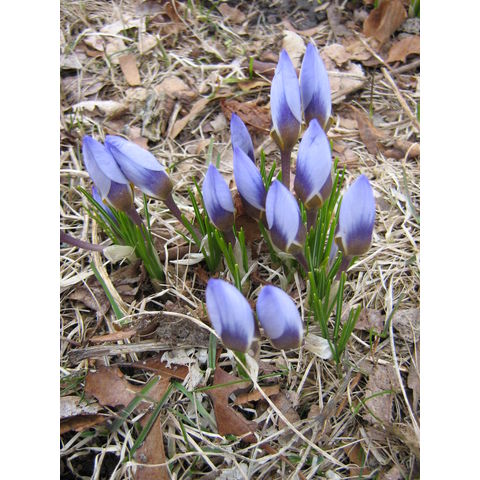 Crocus sp.