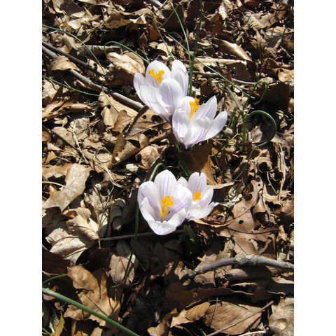 Crocus sp.