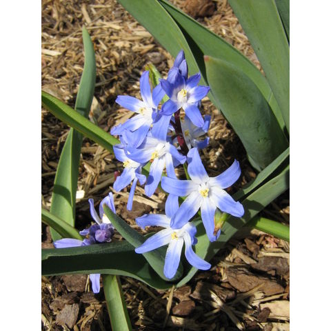 Scilla sp.