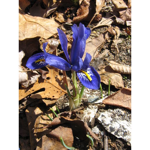 Iris sp. 'Beverey Hills'