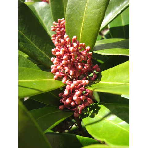 Skimmia japonica