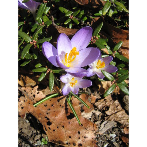 Crocus sp.